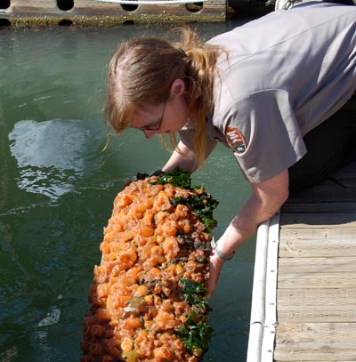 Ranger holding a float out of the water showing the animals that are growing on the underside. Ranger holding a float out of the water showing the animals that are growing on the underside.