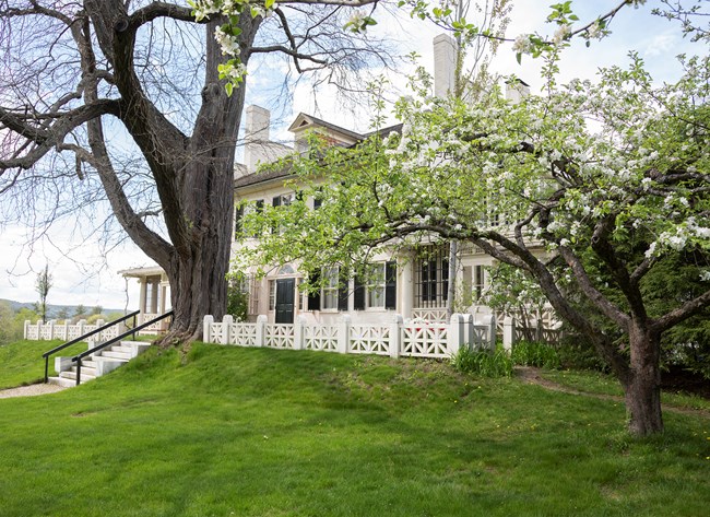 apple tree with white blossoms in front of brick house