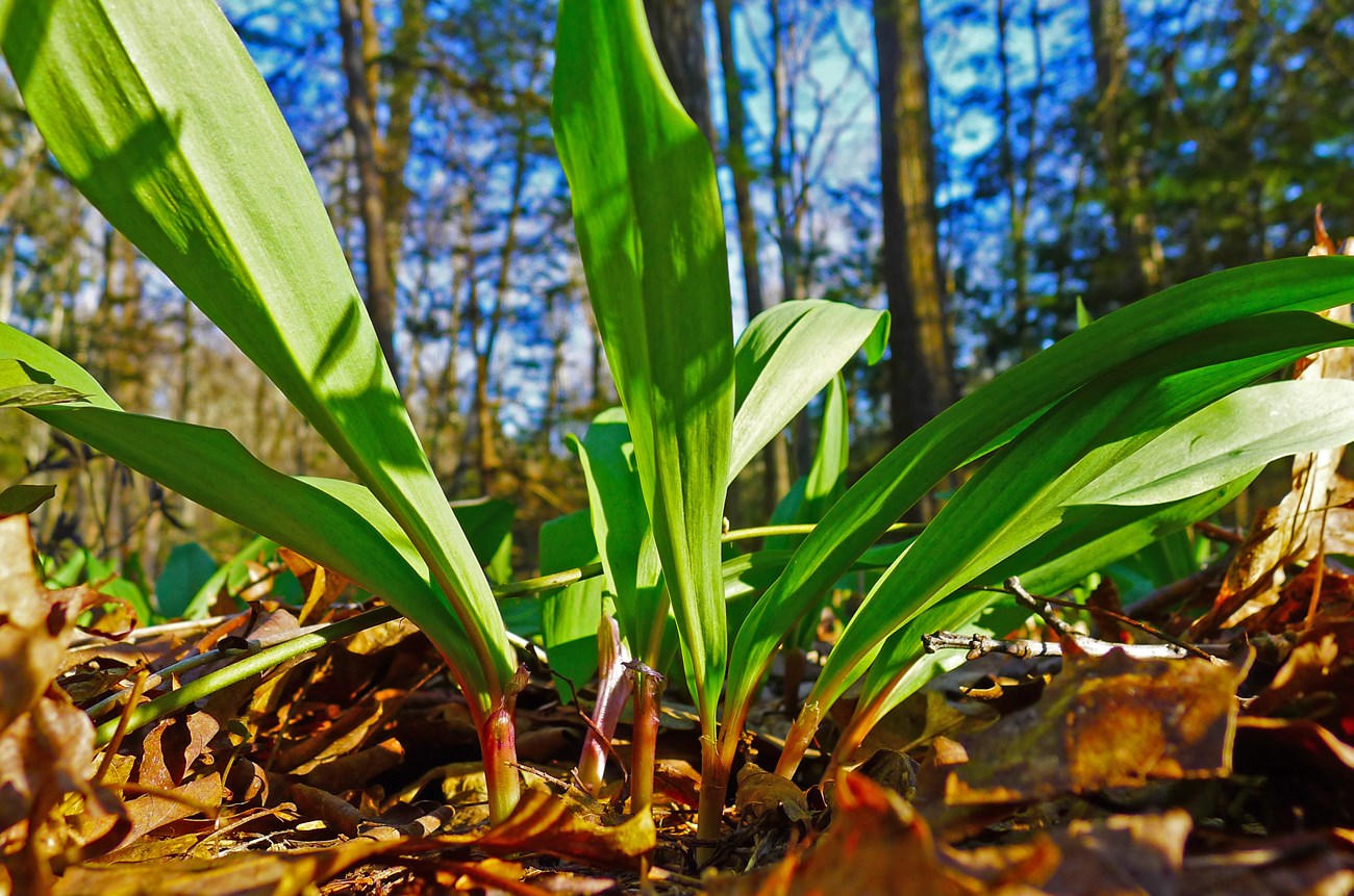 light shining through green plant