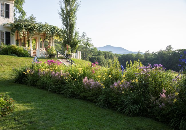 blooming flowers with mountain in distance