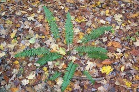 Christmas Fern