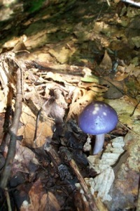 Cortinarius heliotropicusmushroom at Saint-Gaudens NHS Cortinarius heliotropicusmushroom at Saint-Gaudens NHS