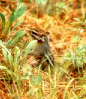 Photo of an Eastern Chipmunk, a type found at Saint-Gaudens NHS Photo of an Eastern Chipmunk, a type found at Saint-Gaudens NHS