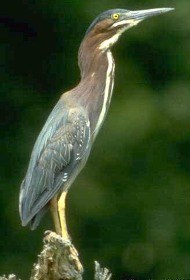 Green Heron Green Heron