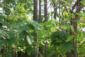 Photo of Norway Maple and Japanese Tree Lilac Photo of Norway Maple and Japanese Tree Lilac