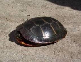 A painted turtle from Blow-Me-Down Pond at Saint-Gaudens National Historic Site. A painted turtle from Blow-Me-Down Pond at Saint-Gaudens National Historic Site.
