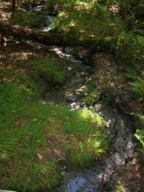 One of the seep springs near the Blow-Me-Down Trail.