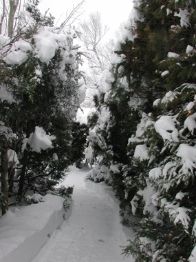 Hedges at Saint-Gaudens NHS after a snowstorm