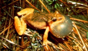 Close up image of an amphibian known as a Spring Peeper Close up image of an amphibian known as a Spring Peeper