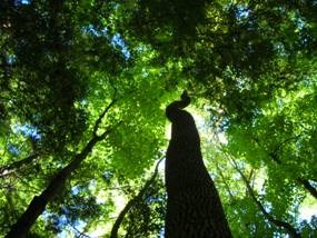 Looking up into the tree canopy