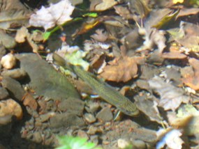 Photo of a brook trout Photo of a brook trout