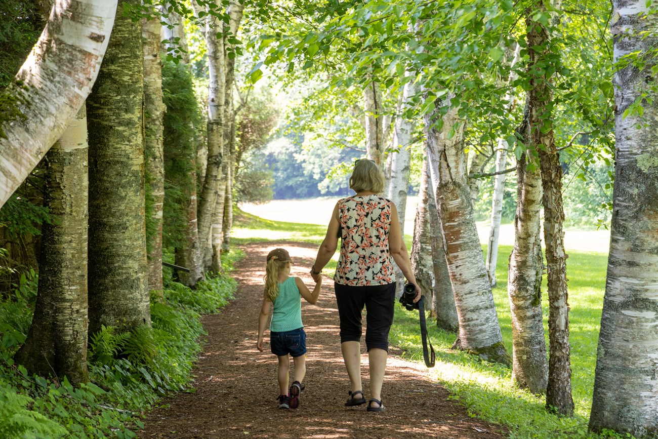 adult and child walking between rows of white birch trees