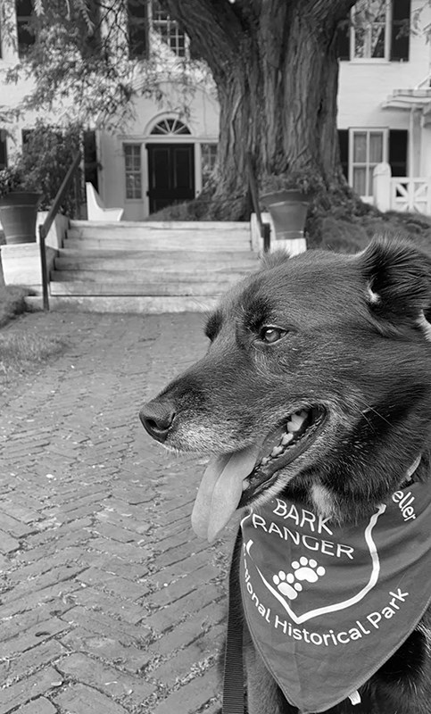 Black dog named Yukon with Bark Ranger bandana