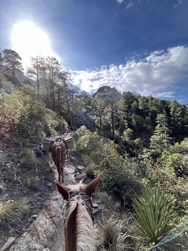 POV image from the back of a pack mule, ahead on the trail are several other mules with large packs adhere to their saddles. The trail is lined on either side by pine trees & vegetation.