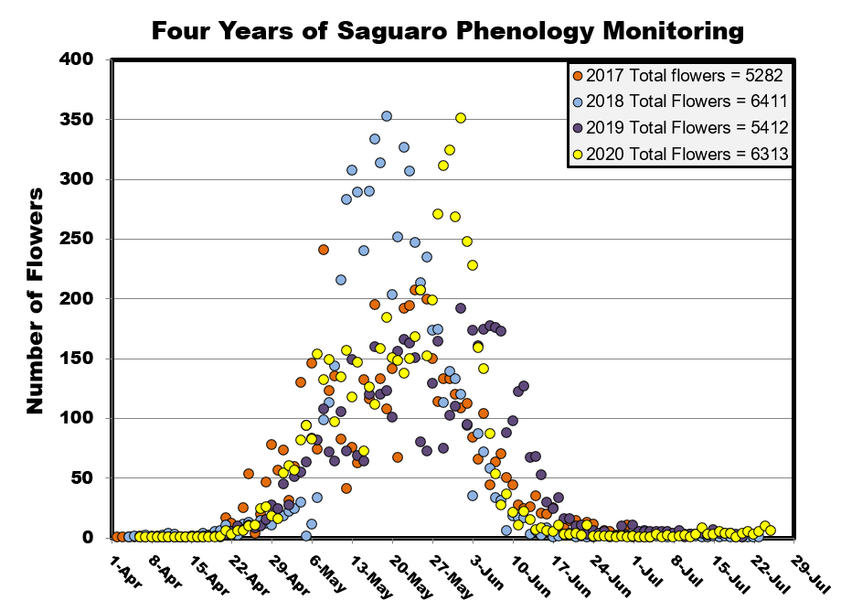 Graph showing summary of data collected over four years (2017-2020) of saguaro phenology monitoring. Most flowers exhibit during May across all years. Highest total in 2018 at 6,411 flowers.