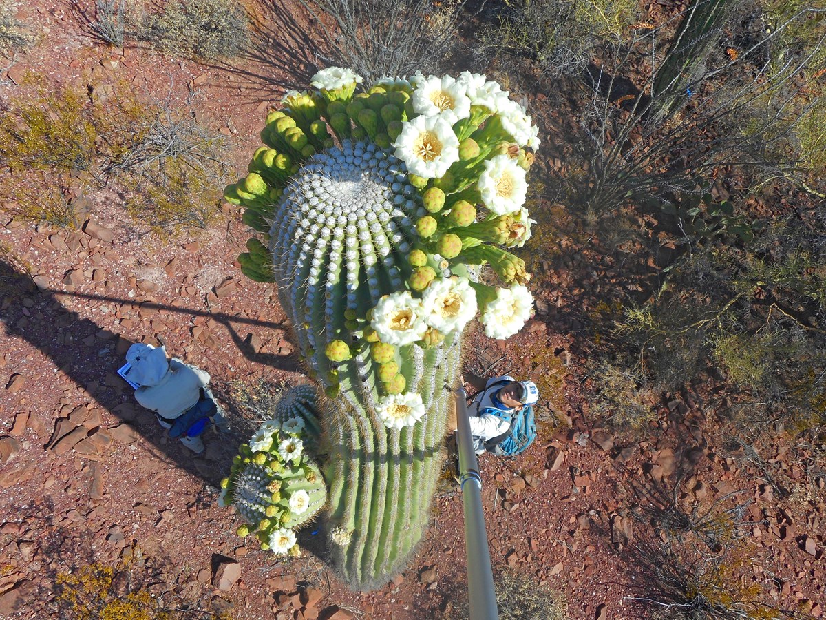 park staff taking photos of saguaro