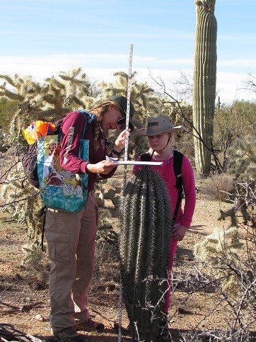 ACE intern shows young volunteer how to measure the height of a saguaro.