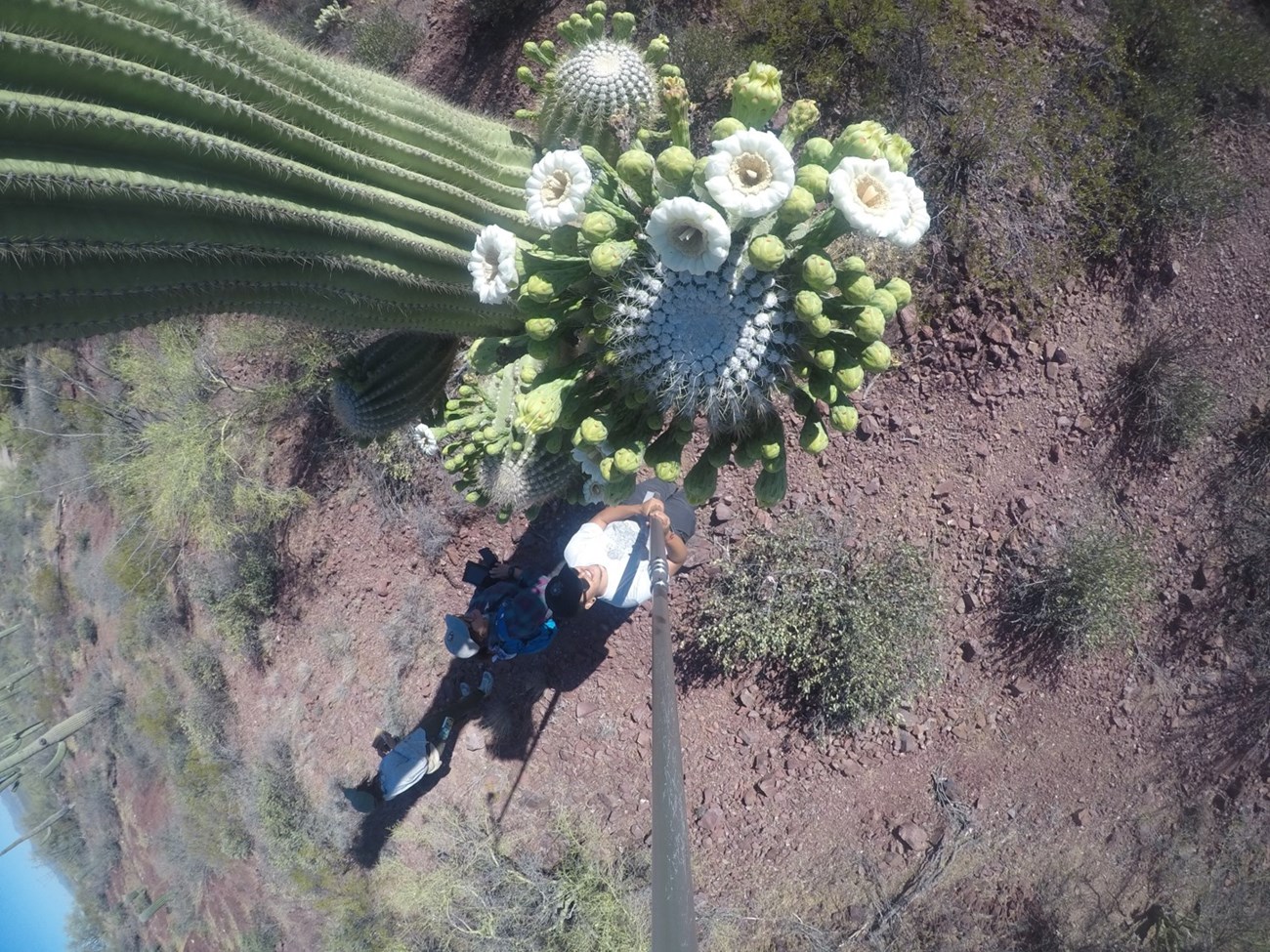 crown of saguaro flowers viewed from the pole-camera perspective above, showing bio-tech down below