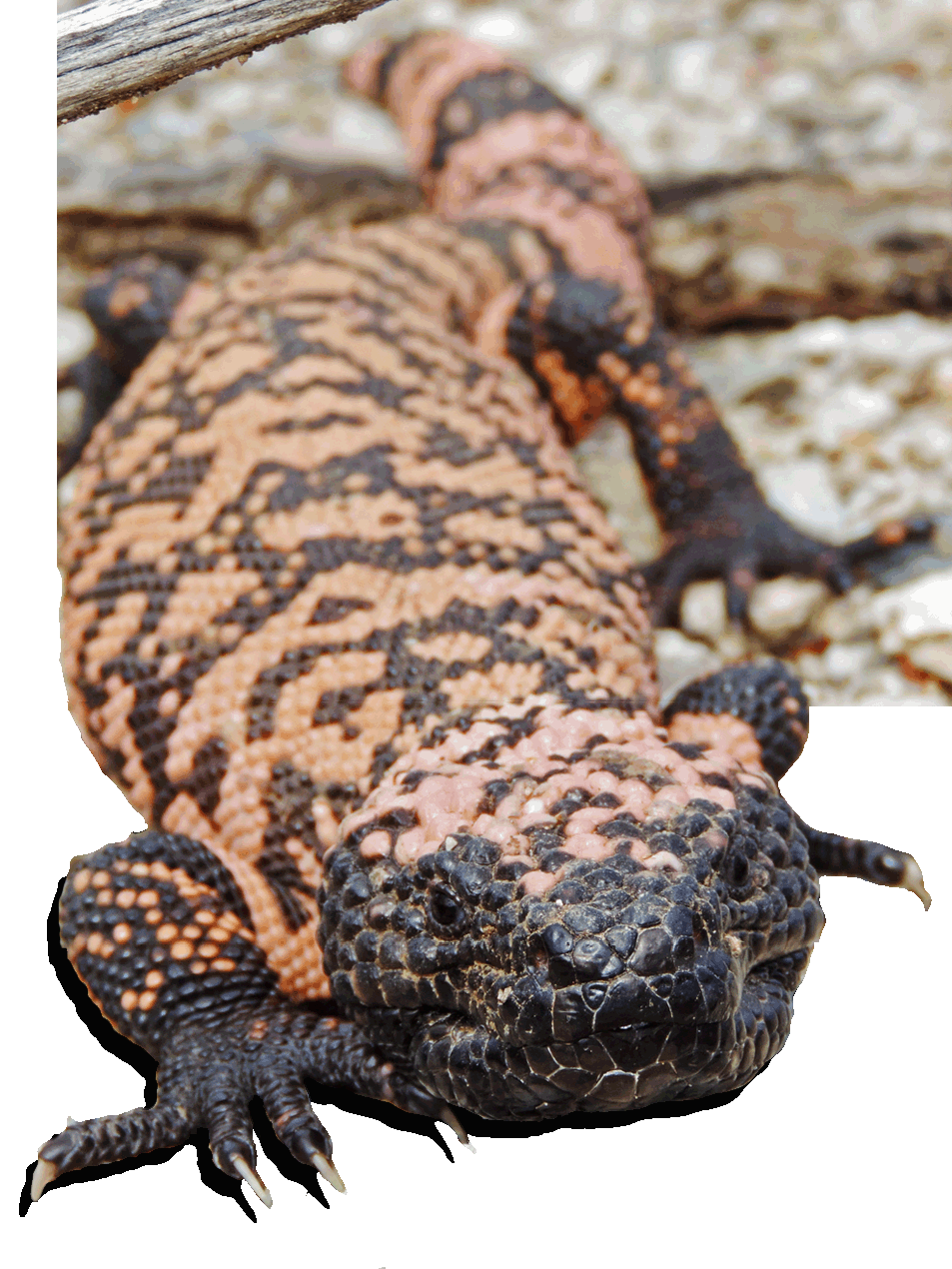 Gila monster