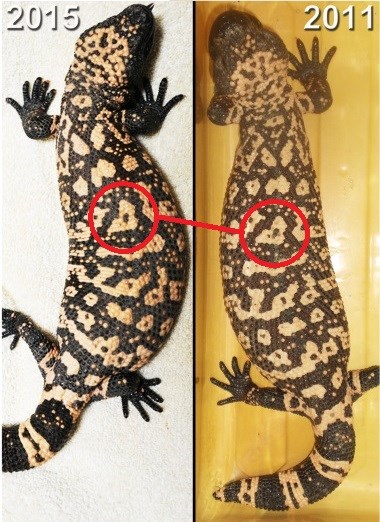 Matching the scale pattern on a Gila monster