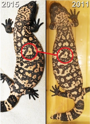 Matching the scale pattern on a Gila monster Matching the scale pattern on a Gila monster