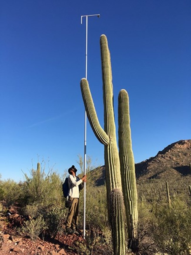 Photographing saguaro flowers