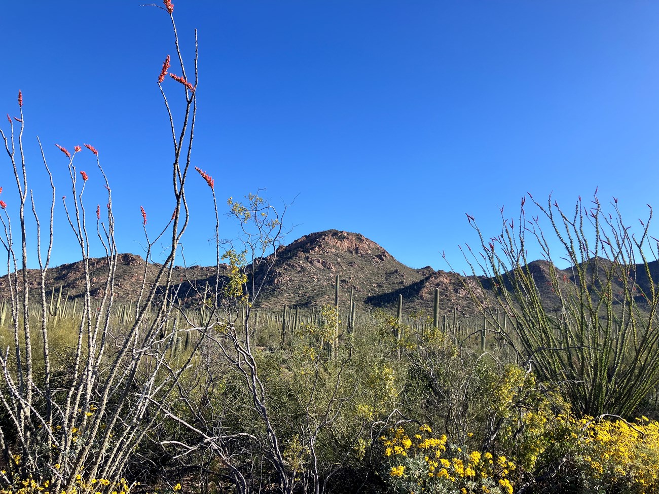 Low shot of dense Sonoran desert foliage. A tall flowering Ocotillo in the left, yellow flowering brittlebush in the right.