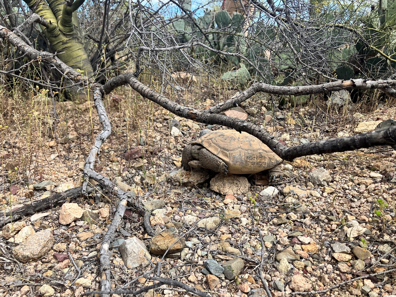 A bread loaf sized Tortoise sits under a branch on the desert floor, its head and arms tucked in the shell. Above it to the left is a Palo Verde tree. Dense desert shrub surrounds it.