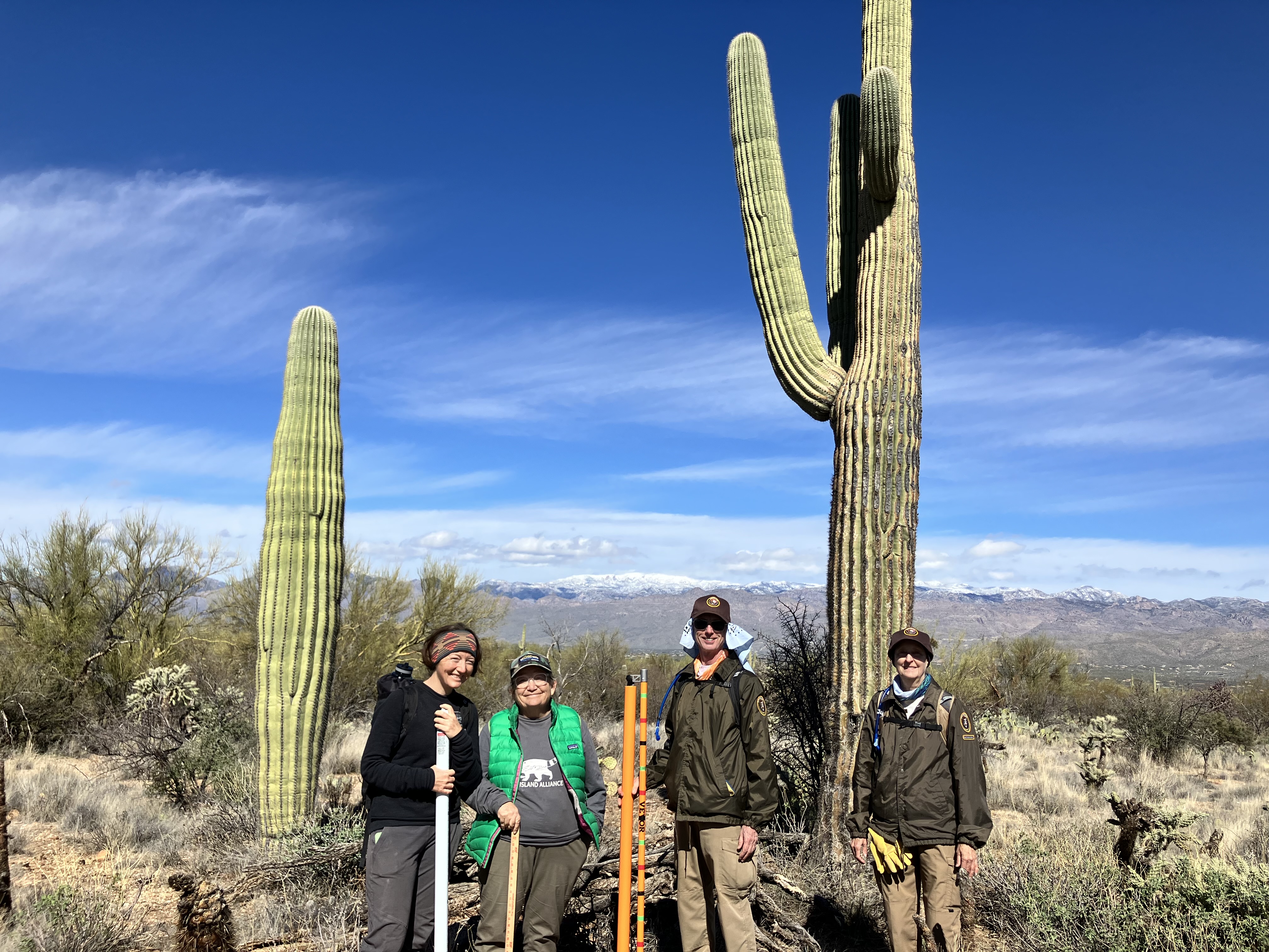 4 volunteers n Saguaro uniforms stand in front of two tall Saguaro cacti. Dry bush surrounds them. Snowy mountains in the background.