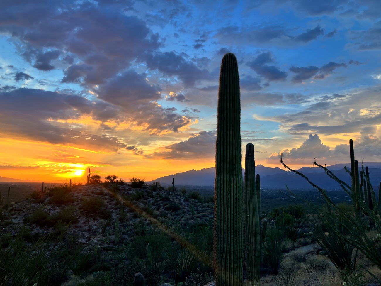 Vibrant Sonoran sunset, sun setting in the lower left, mountains in the back right. Two tall Saguaros stand in the right of the image. Sky full of fluffy clouds, colored in orange to purple hues.
