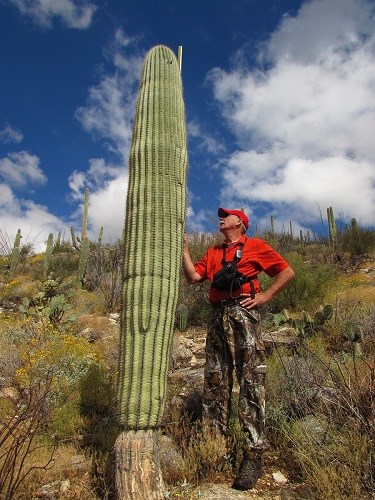 Volunteer retrieves height of saguaro