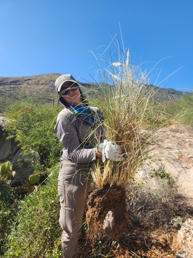 A park ranger wearing a light grey hooded shirt holds up a bundle of dry invasive buffelgrass. Behind her is a lush desert scene with a rising mountain in the background.