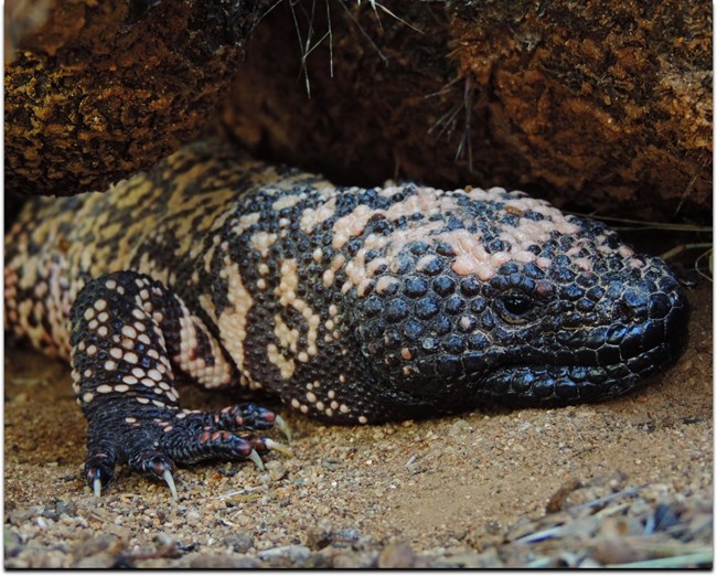 gila monster