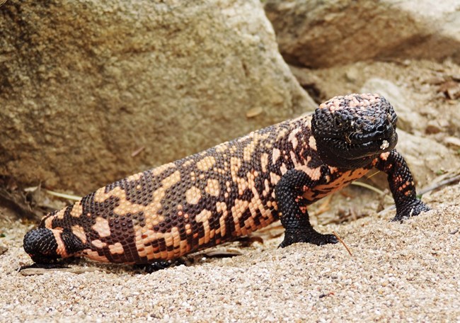 Gila Monster