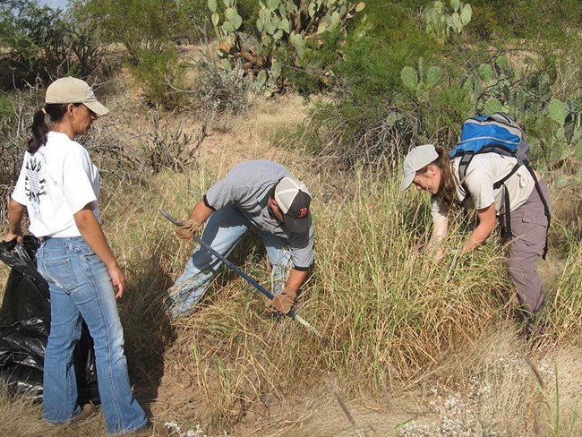 buffelgrass volunteers buffelgrass volunteers