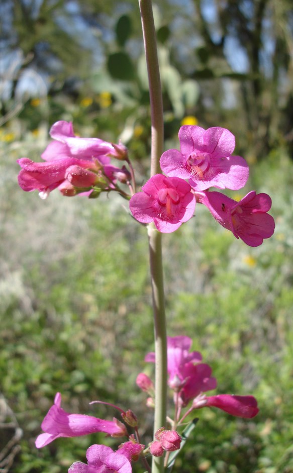 Parry's Penstemon