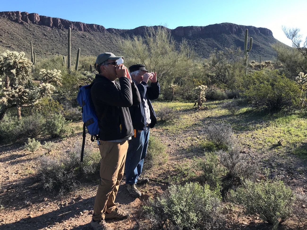 Volunteers measure saguaro using clinometer