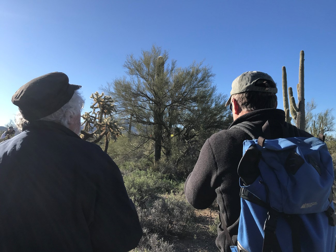 Volunteers admire large saguaro growing through its nurse tree