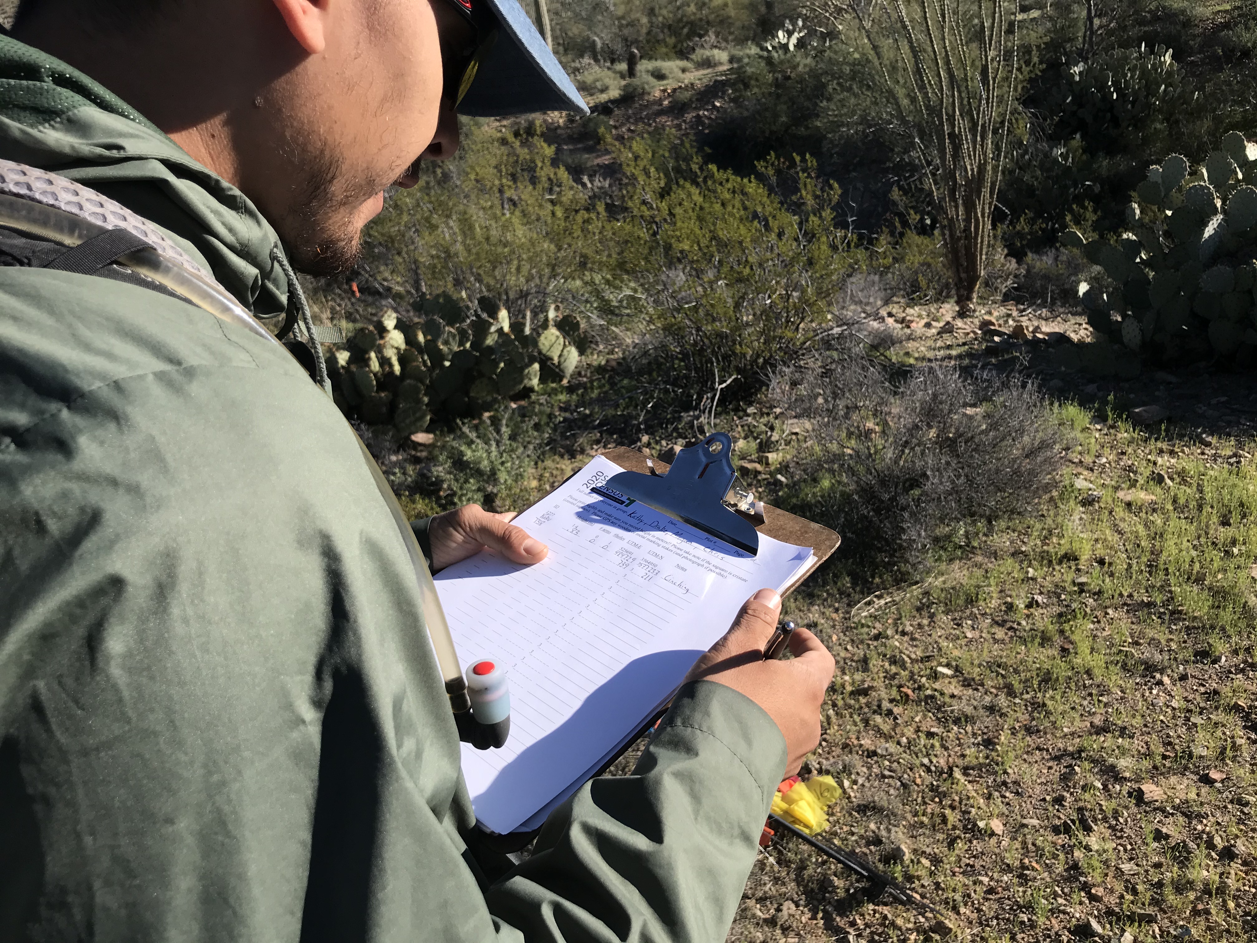 Park staff records saguaro census data on clipboard