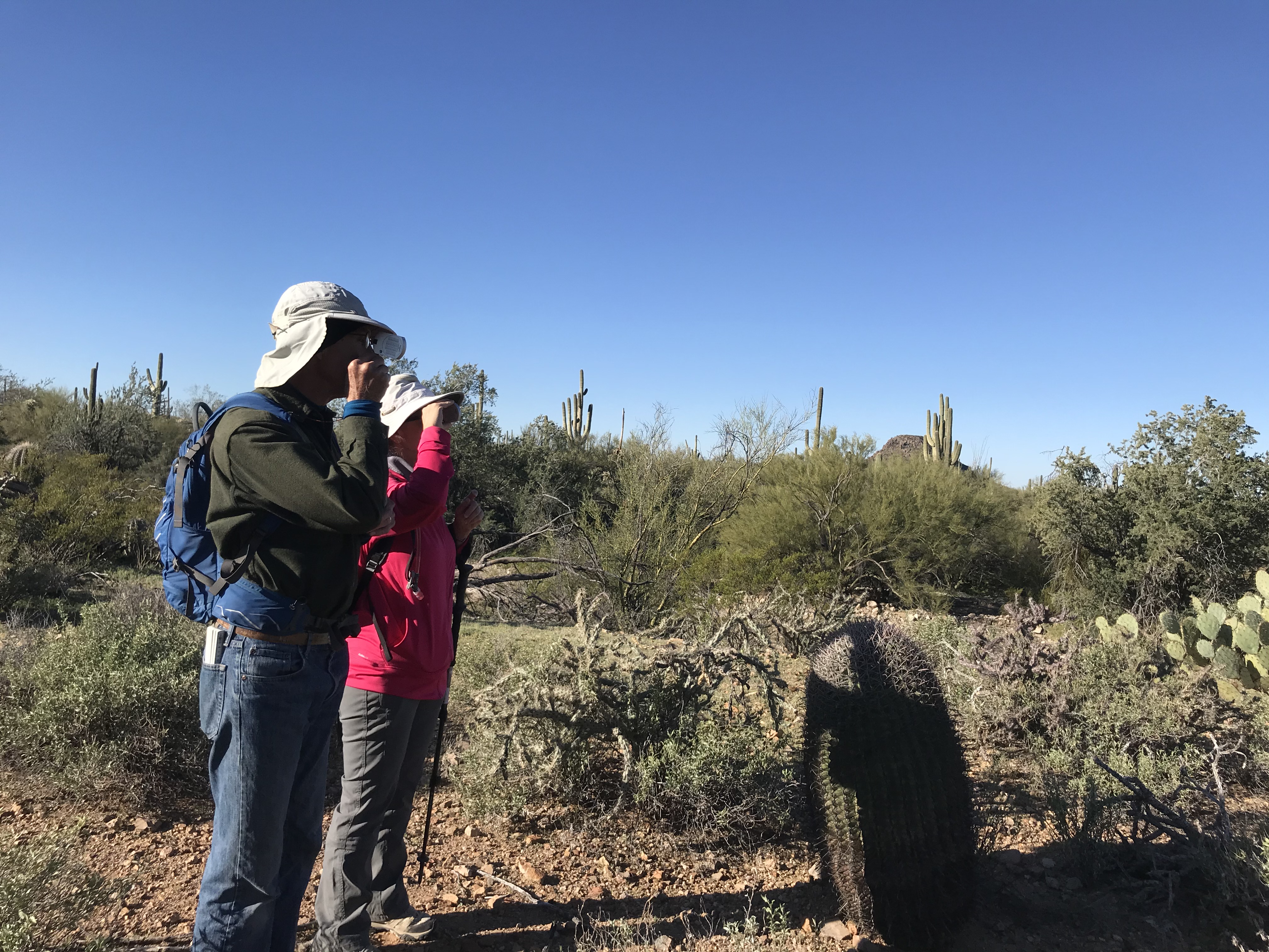 Volunteers measure saguaro using clinometer