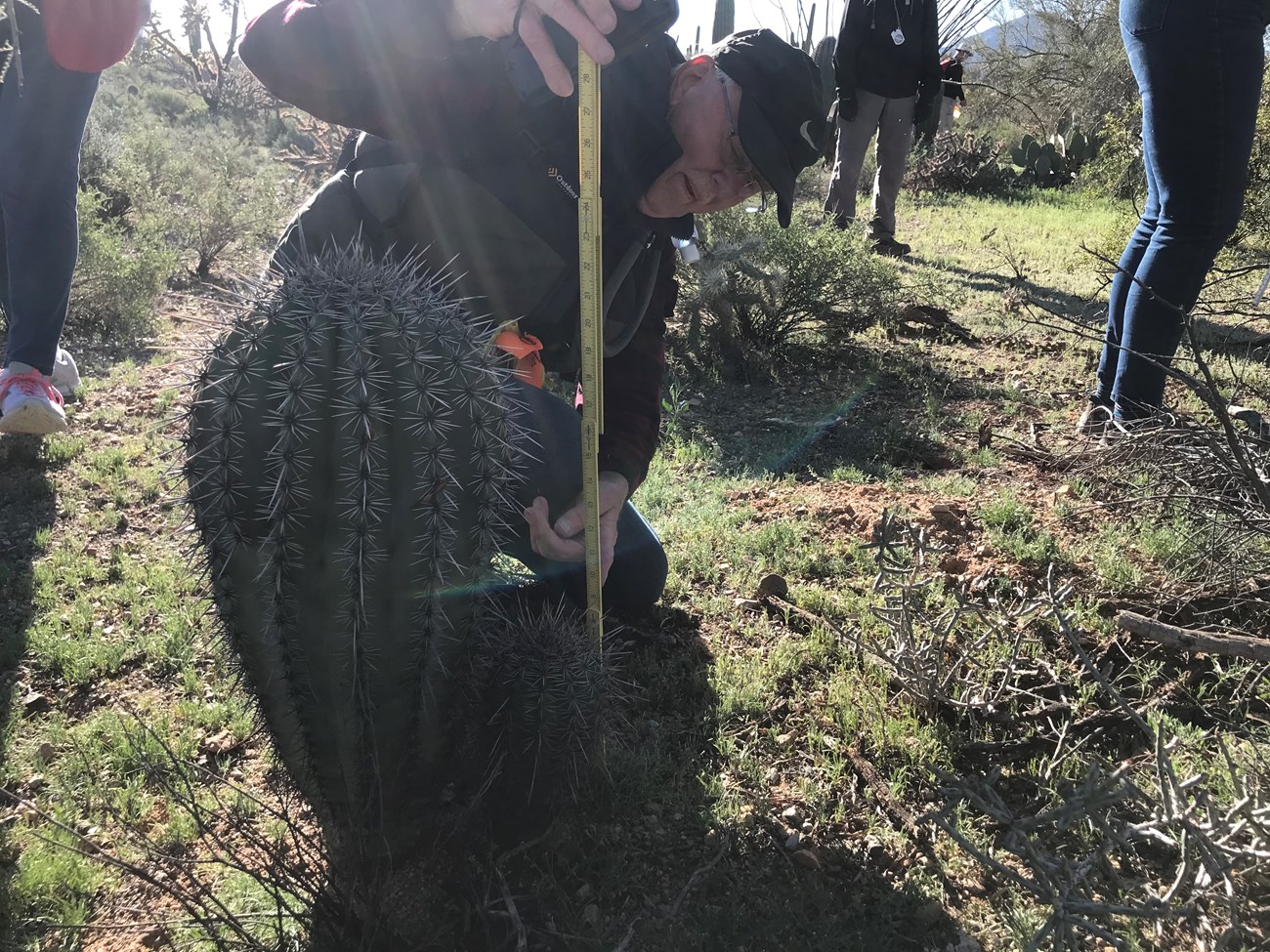 Volunteer crouches to measure small saguaro