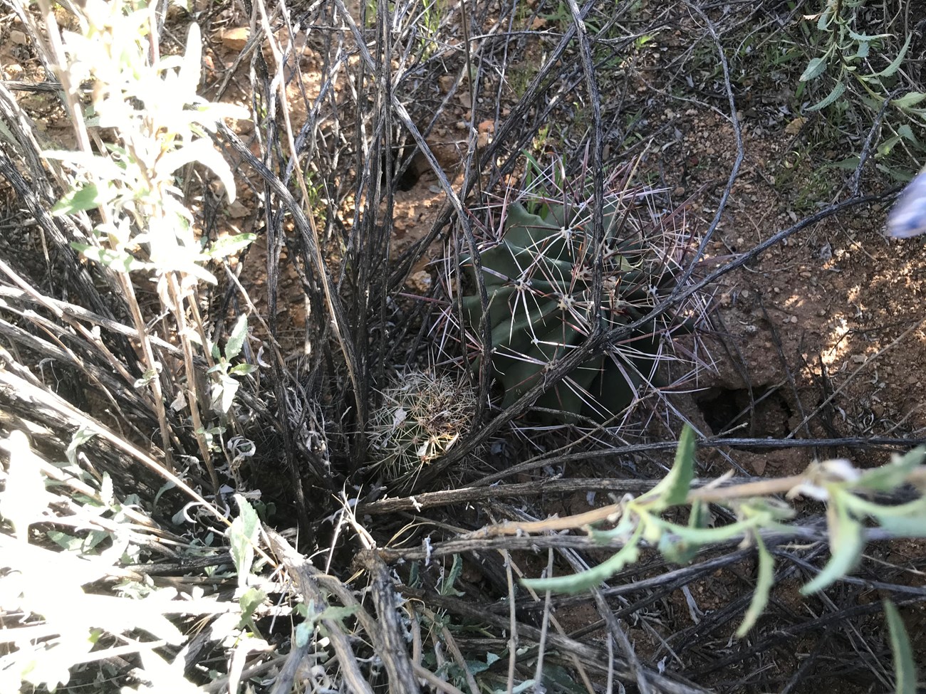 Tiny saguaros hidden under bursage shrub