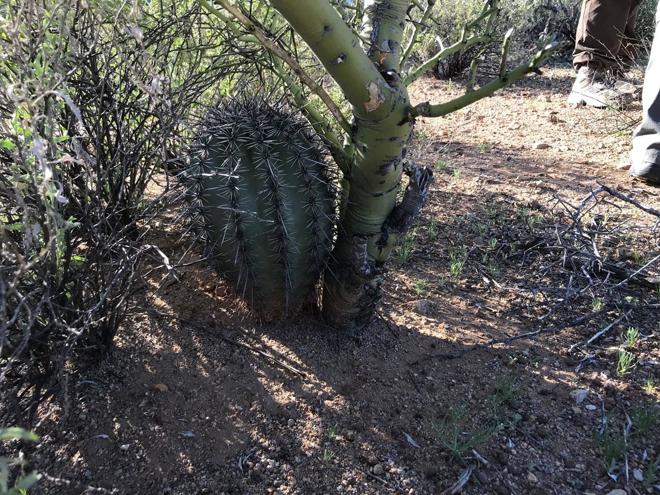 Small, plump saguaro growing under paloverde nurse tree