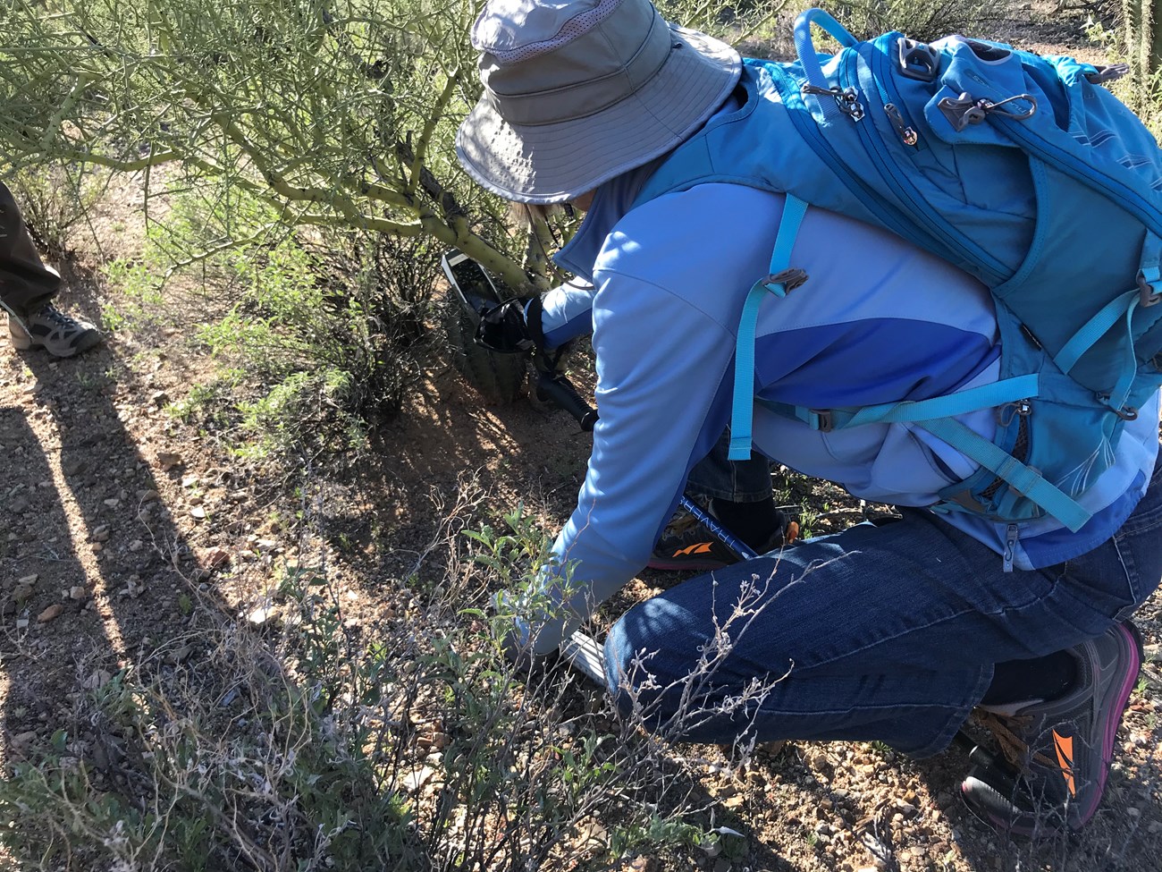 Volunteer crouches through vegetation to collect GPS data on small saguaro