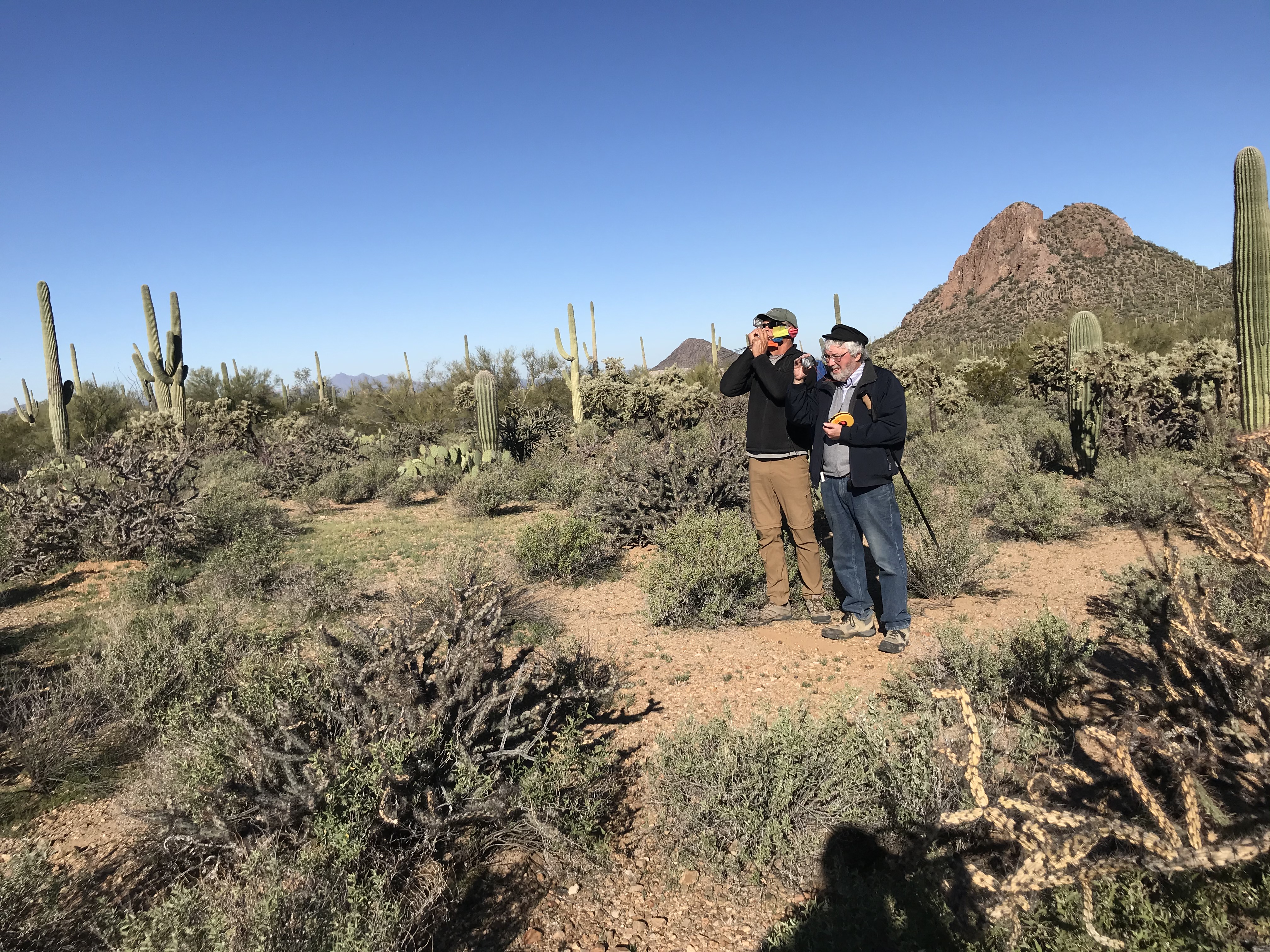 Volunteers measure saguaro using clinometer