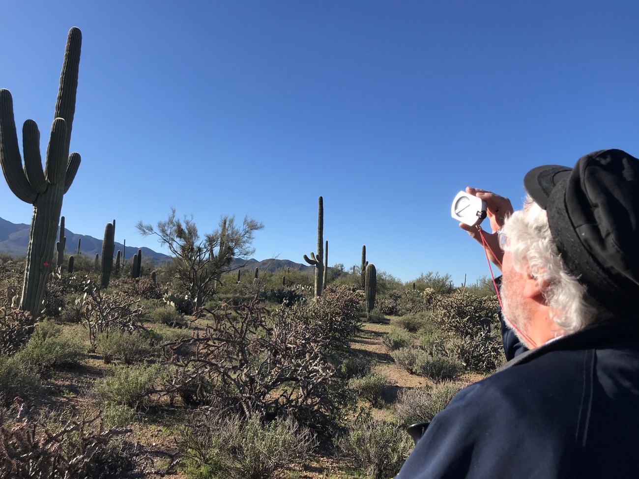 Volunteer looks up through clinometer to measure large saguaro