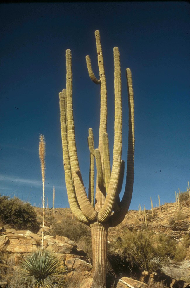 Large Saguaro 1