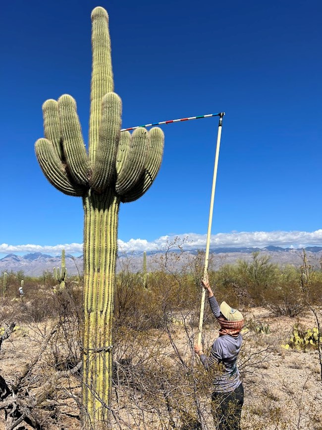 Saguaro Arms Citizen Science Project Saguaro National Park U S saguaro-arms-citizen-science-project-saguaro-national-park-u-s