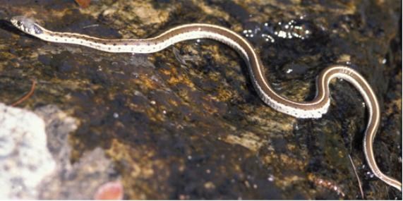 black-necked gartersnake