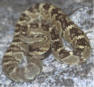 black-tailed rattlesnake black-tailed rattlesnake